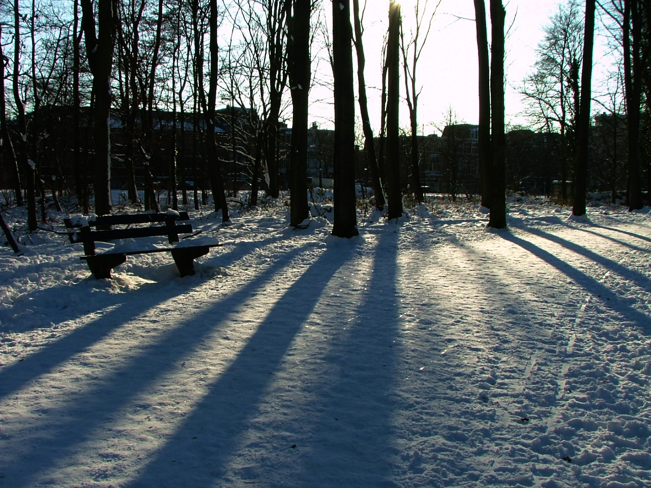 walking on my own in the forest, the Hague 25th December 2010
