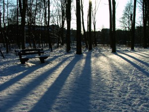 walking on my own in the forest, the Hague 25th December 2010